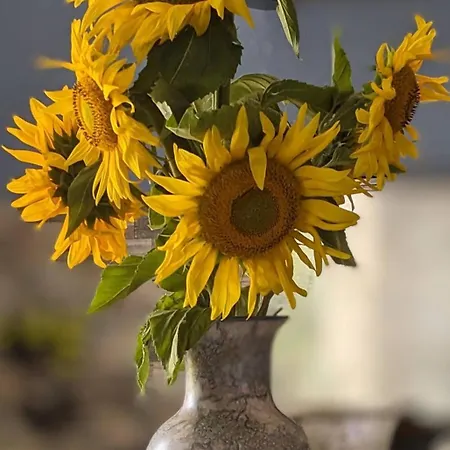 Vineyard With Pool And Hot Tub Holiday home *